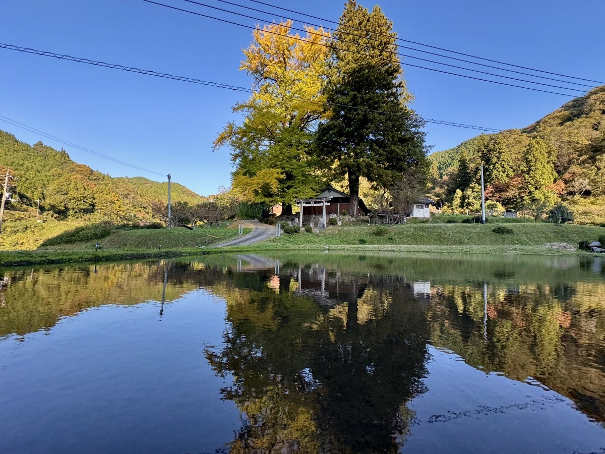 島根県美郷町にある紅葉スポット『酒谷八幡宮』の大銀杏