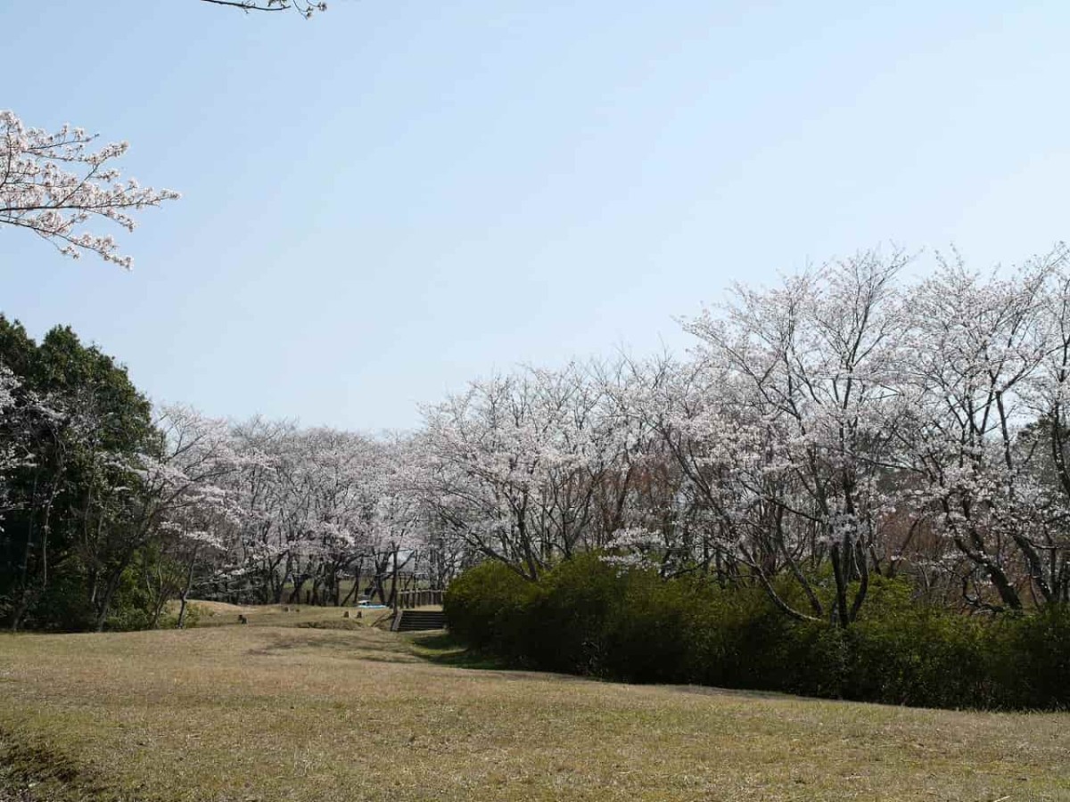 鳥取県米子市の桜スポット「福市遺跡公園」の開花中の様子