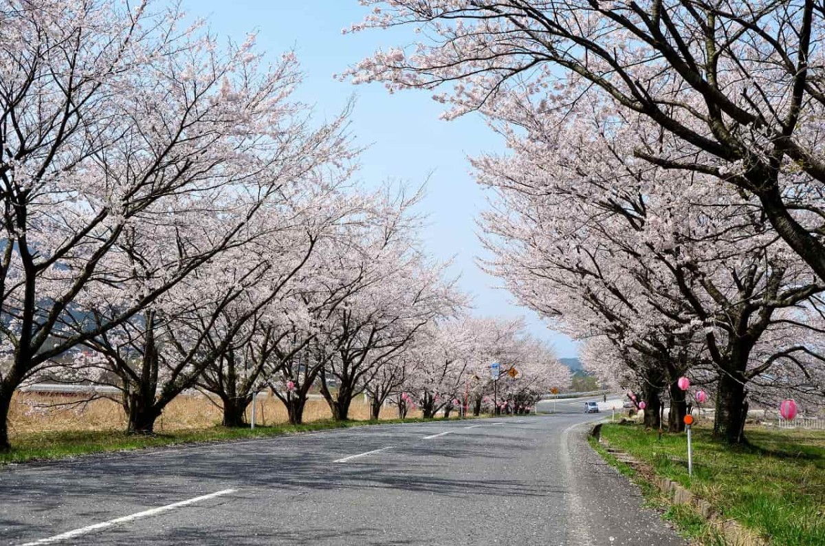 鳥取県大山町の桜スポット「豊房桜並木」の開花中の様子