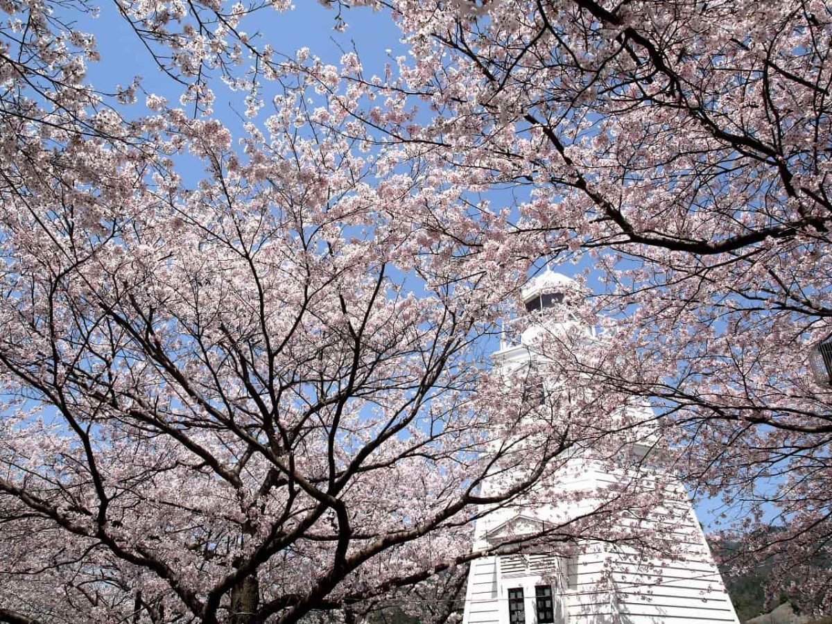 鳥取県境港市町の桜スポット「境台場公園」の開花中の様子