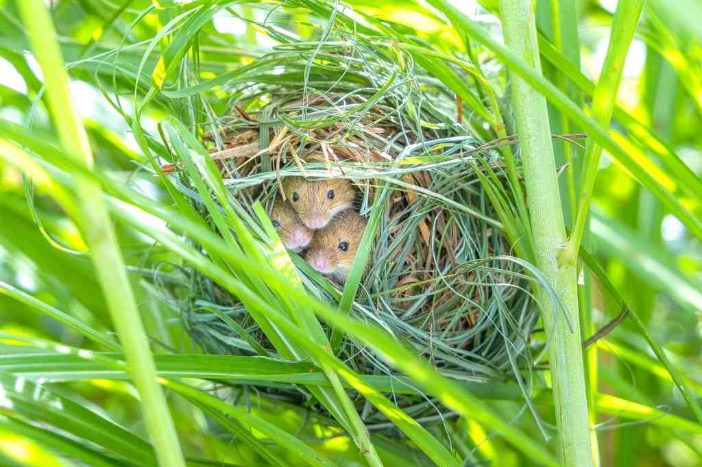 鳥取県日野郡日南町のイベント「しあわせ動物写真家福田幸広スライドトークショー」のイメージ