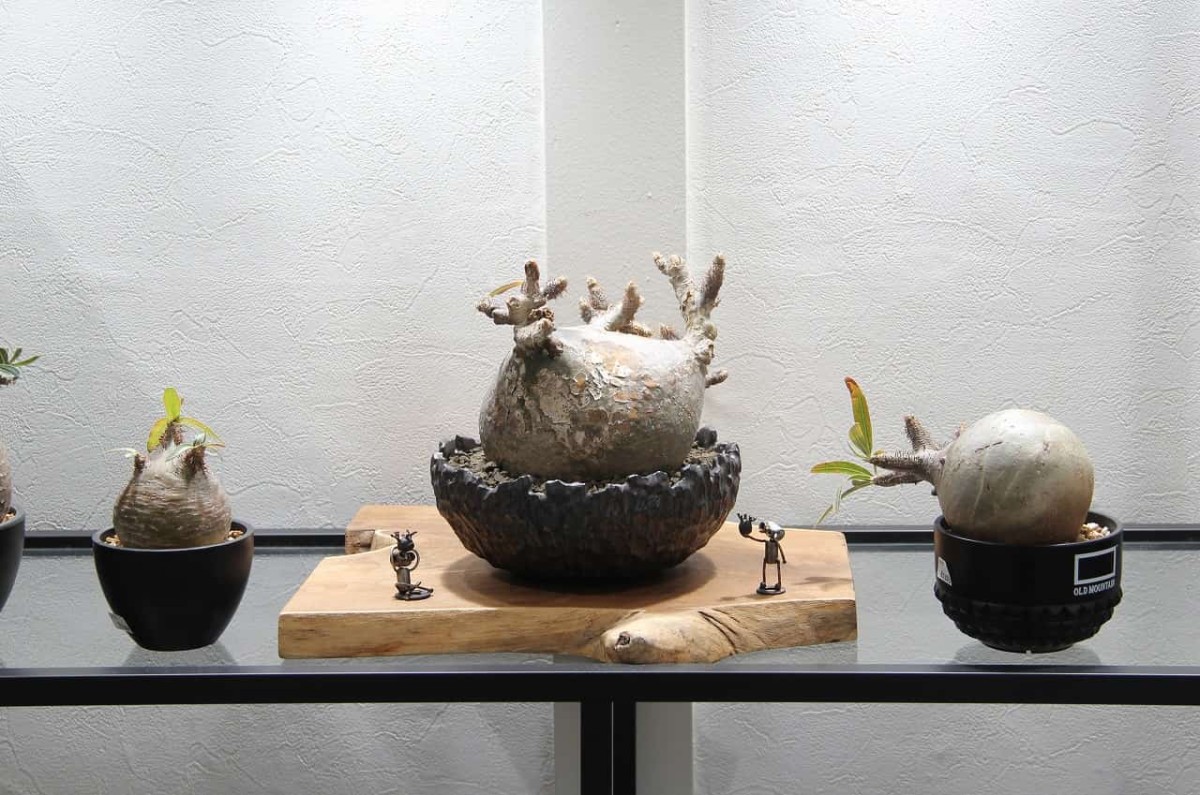 島根県松江市にある塊根植物専門店『みそまるベース』に並ぶ塊根植物