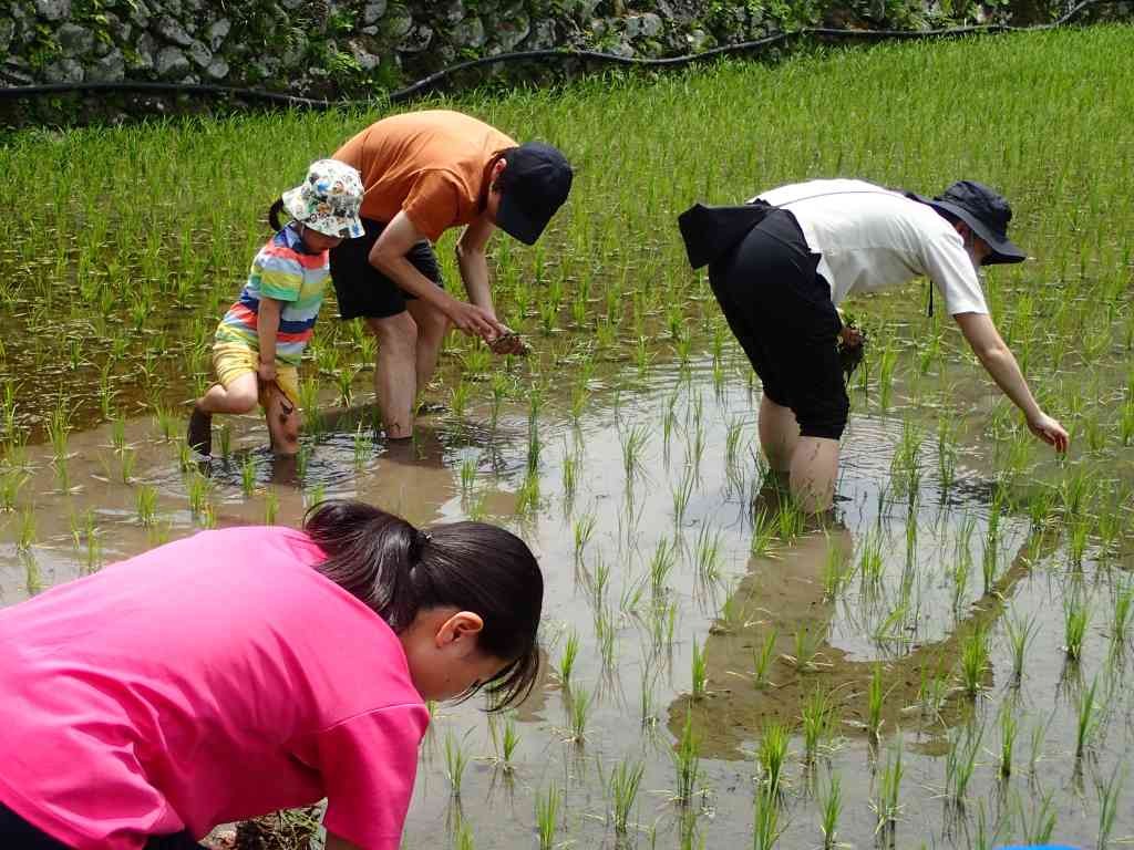 鳥取県八頭郡若桜町のイベント「【要予約】棚田プロジェクト「草取り」」のイメージ