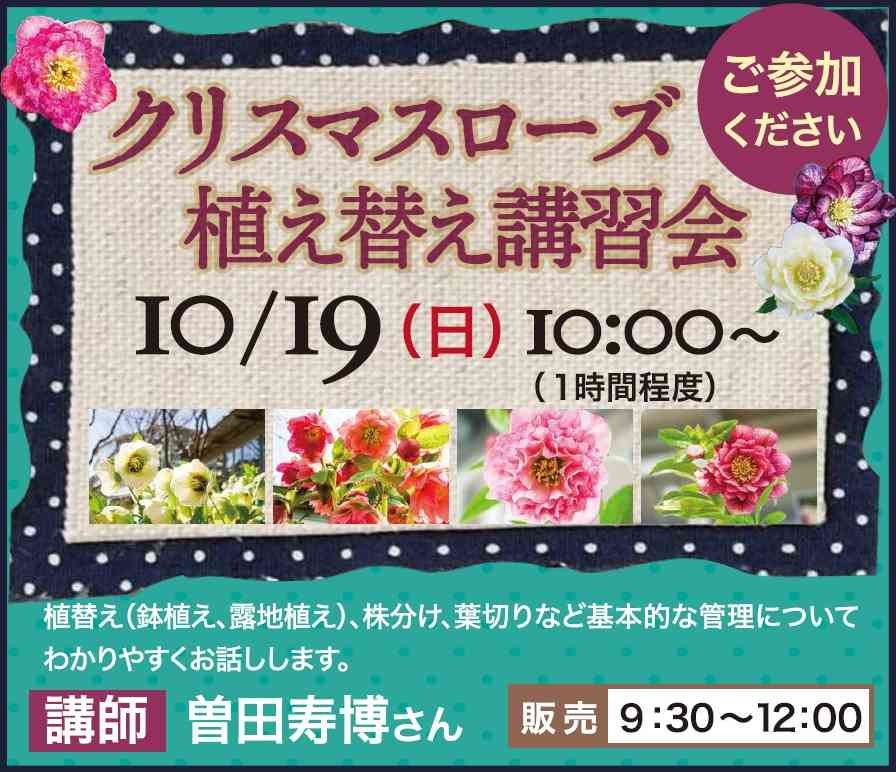 島根県出雲市のイベント「クリスマスローズ植え替え講習会」のチラシ
