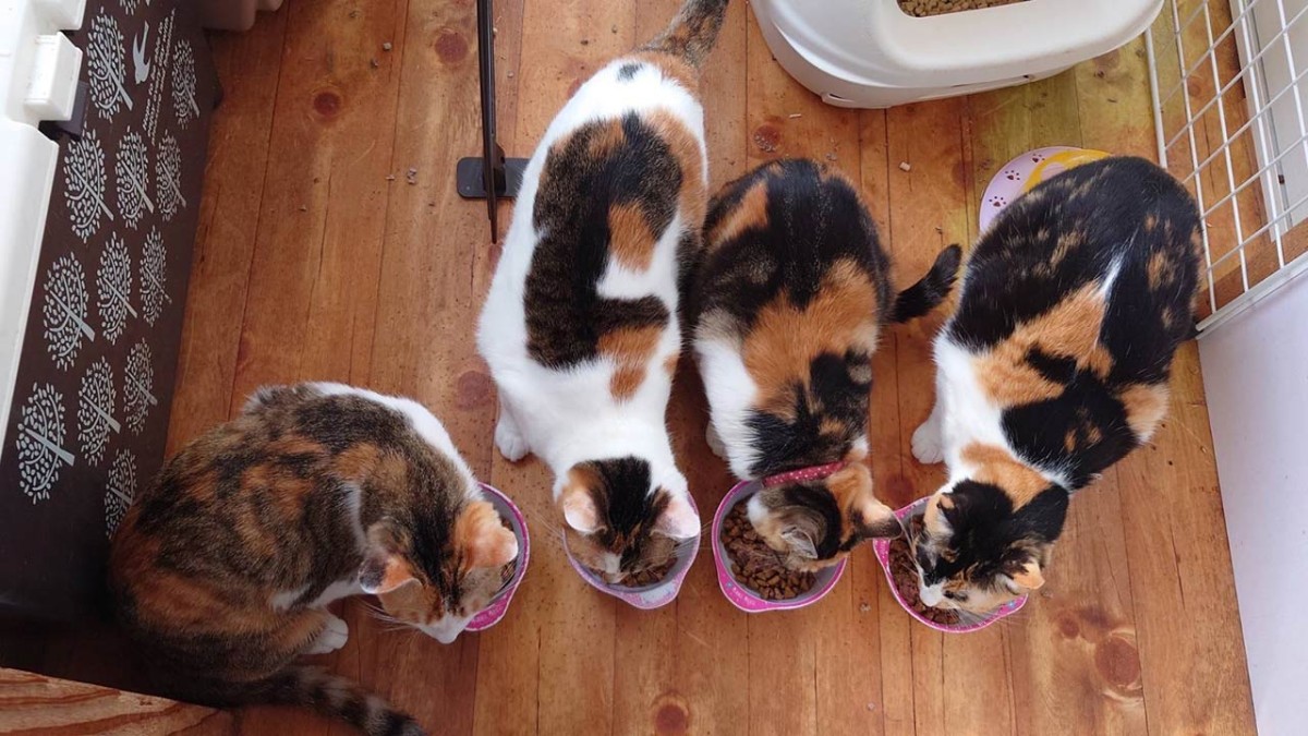 島根県出雲市の『NPO法人 アニマルレスキュードリームロード』でレスキューされた猫たち