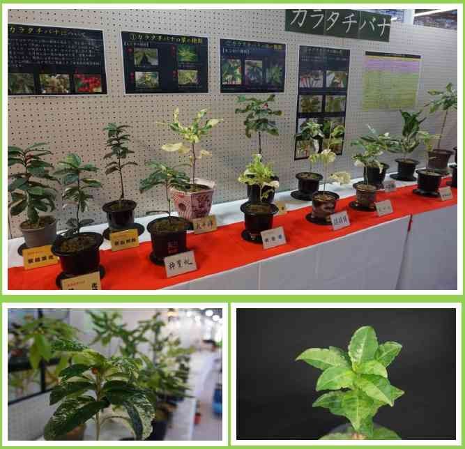 島根県出雲市のイベント「カラタチバナ・マンリョウ展」のイメージ