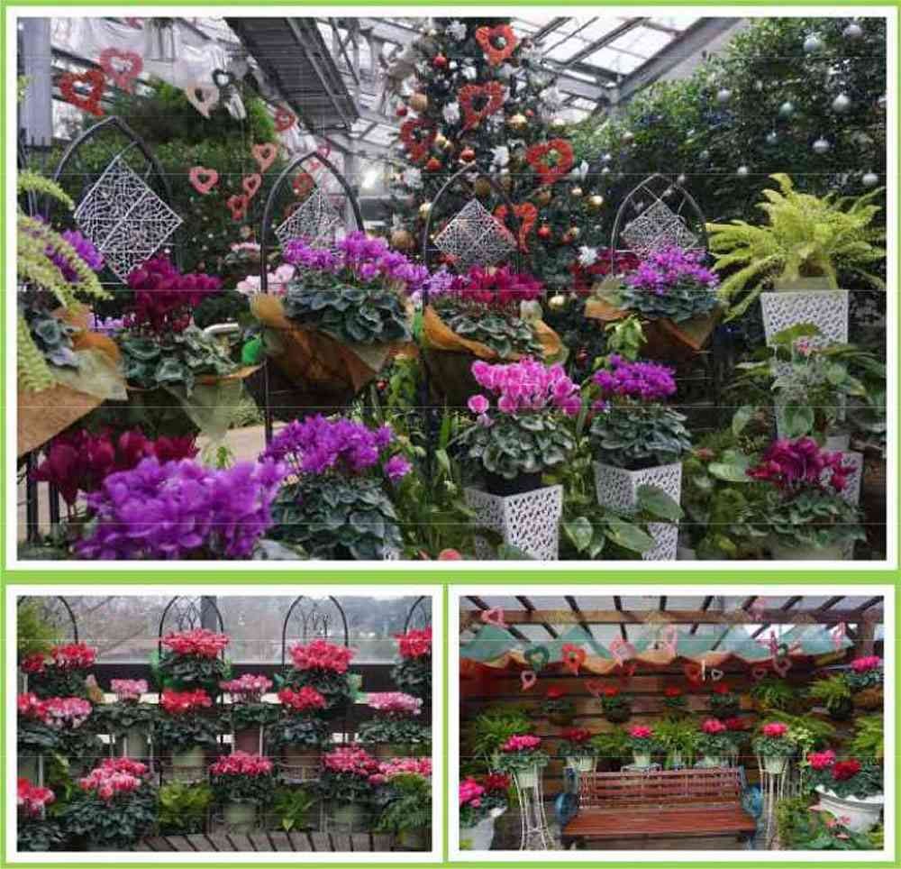 島根県出雲市のイベント「しまね花の郷シクラメンフェア2025」のイメージ