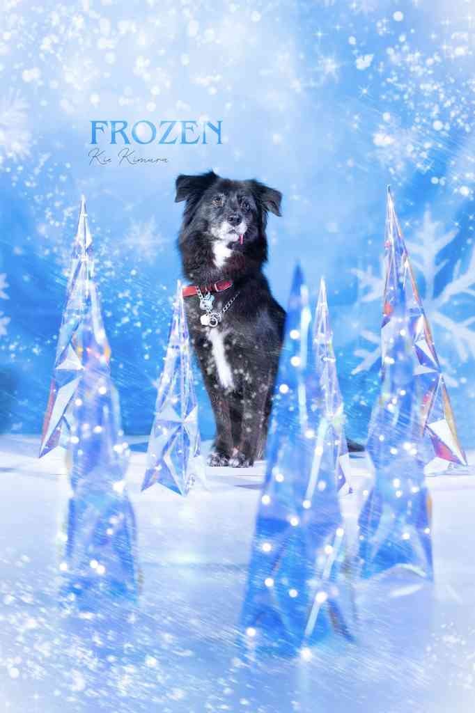 島根県大田市のイベント「【一部イベント要予約】クリスマスDOGイベントin空庭ドッグラン」のイメージ