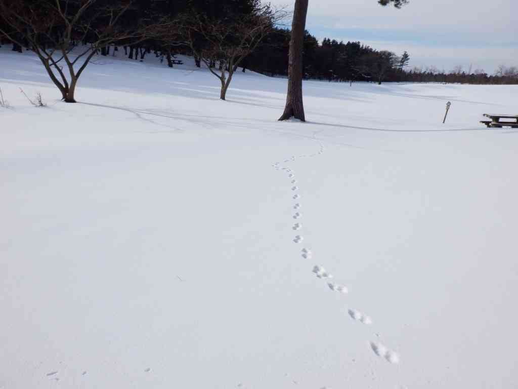 島根県大田市のイベント「【要予約】雪の三瓶でアニマルトラッキング」のイメージ