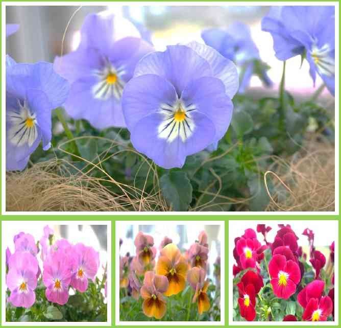 島根県出雲市のイベント「心ときめく春のお花たちの苗販売」のイメージ