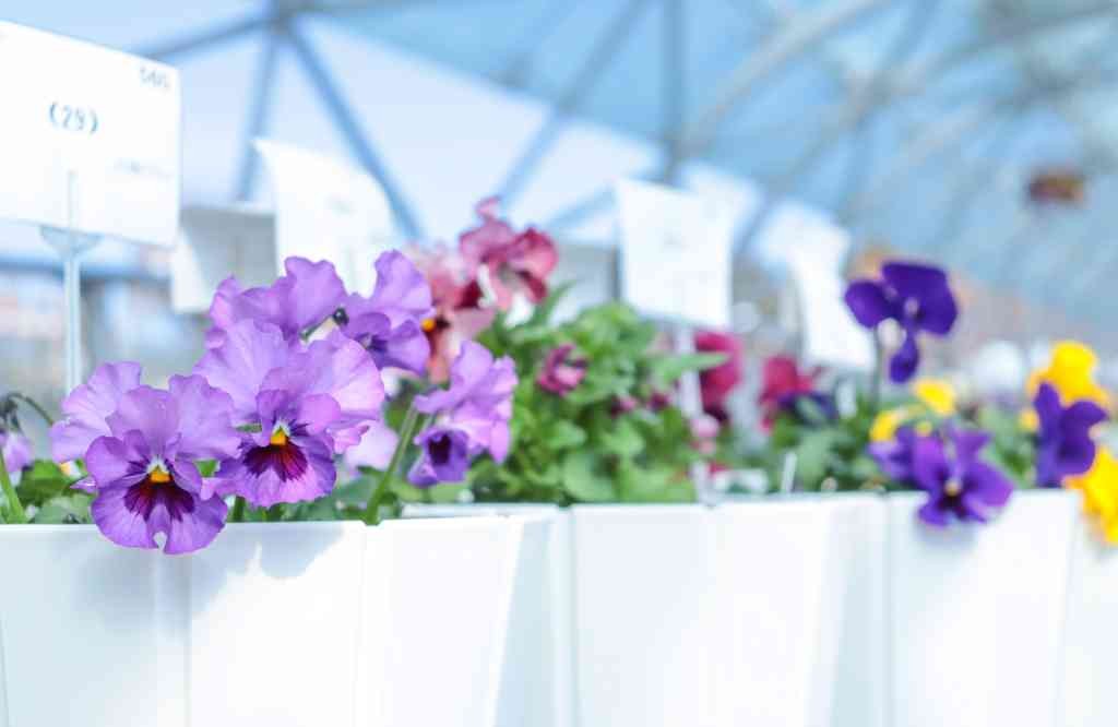 鳥取県西伯郡のイベント「パンジー・ビオラ展」のイメージ