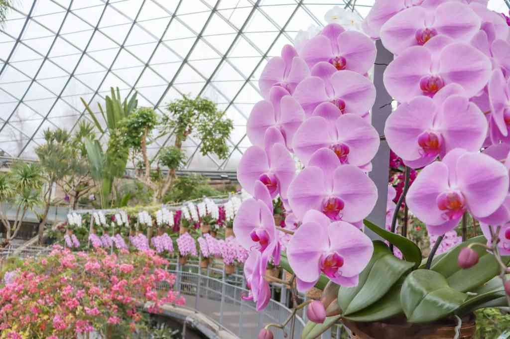 鳥取県西伯郡南部町のイベント「らんウィーク」のイメージ