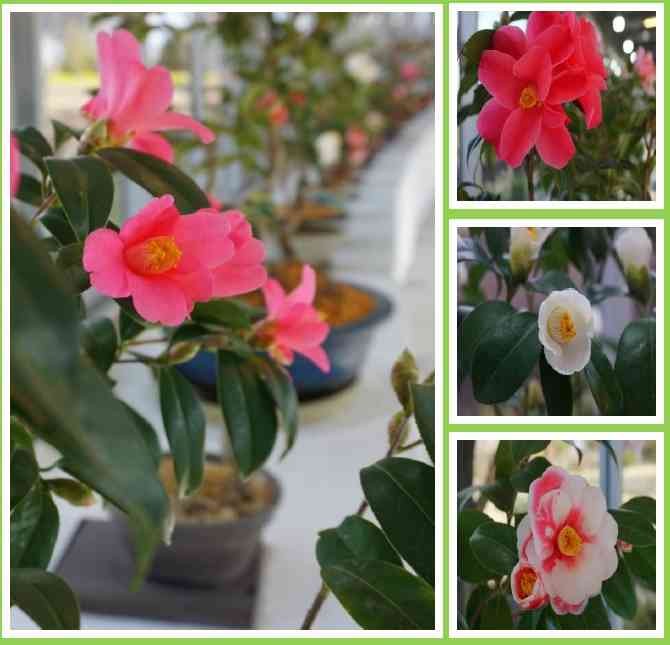 島根県出雲市のイベント「古今の名花つばき展」のイメージ