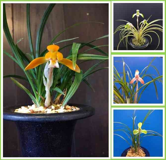 島根県出雲市のイベント「春の訪れを告げる 春蘭展」のイメージ