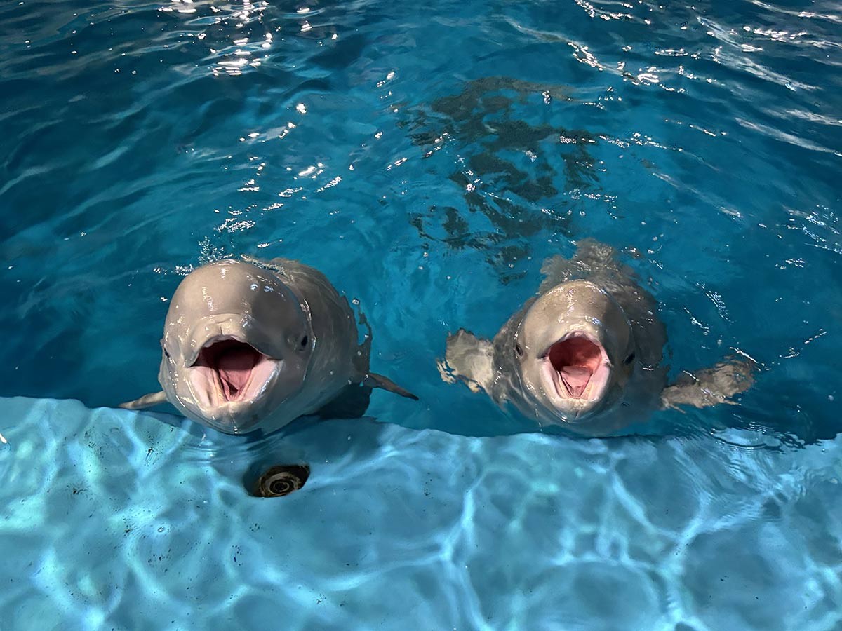 島根県浜田市にある『島根県立しまね海洋館アクアス』のシロイルカ