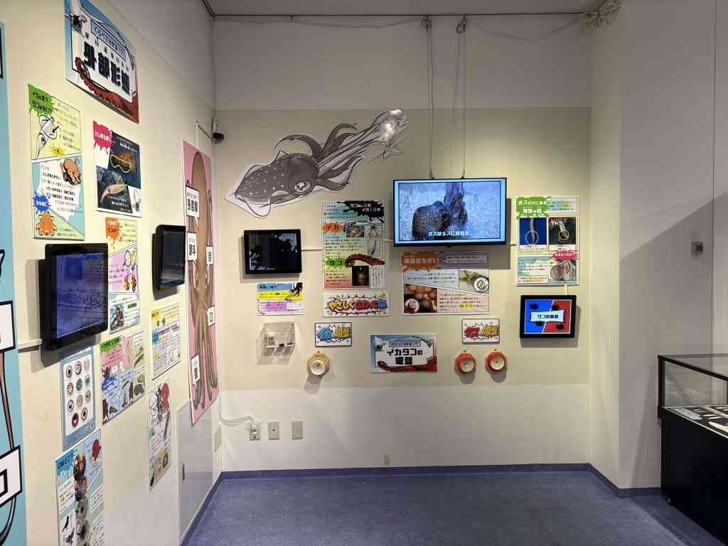 島根県浜田市のイベント「夏の特別展「烏賊 VS 蛸 ～くらべて分かる!?あなたはどっち派？～」」のイメージ