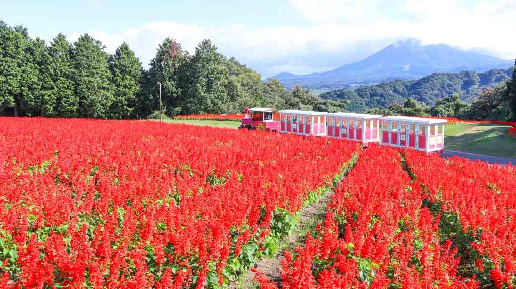 鳥取県西伯郡南部町のイベント「オータムフェスティバル」のイメージ