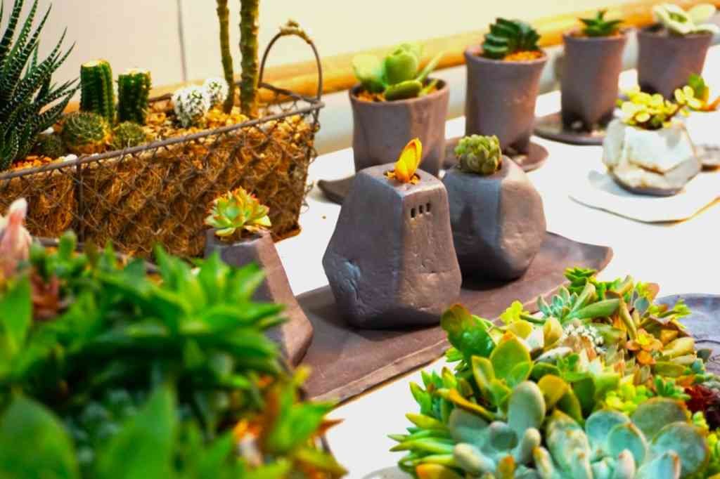 島根県出雲市のイベント「サボテン・多肉植物展」のイメージ