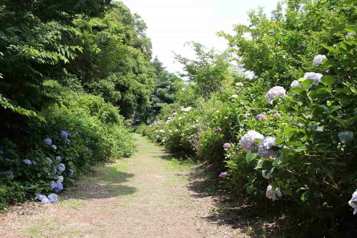 鳥取県米子市にある『大神山神社本社』に咲くあじさい
