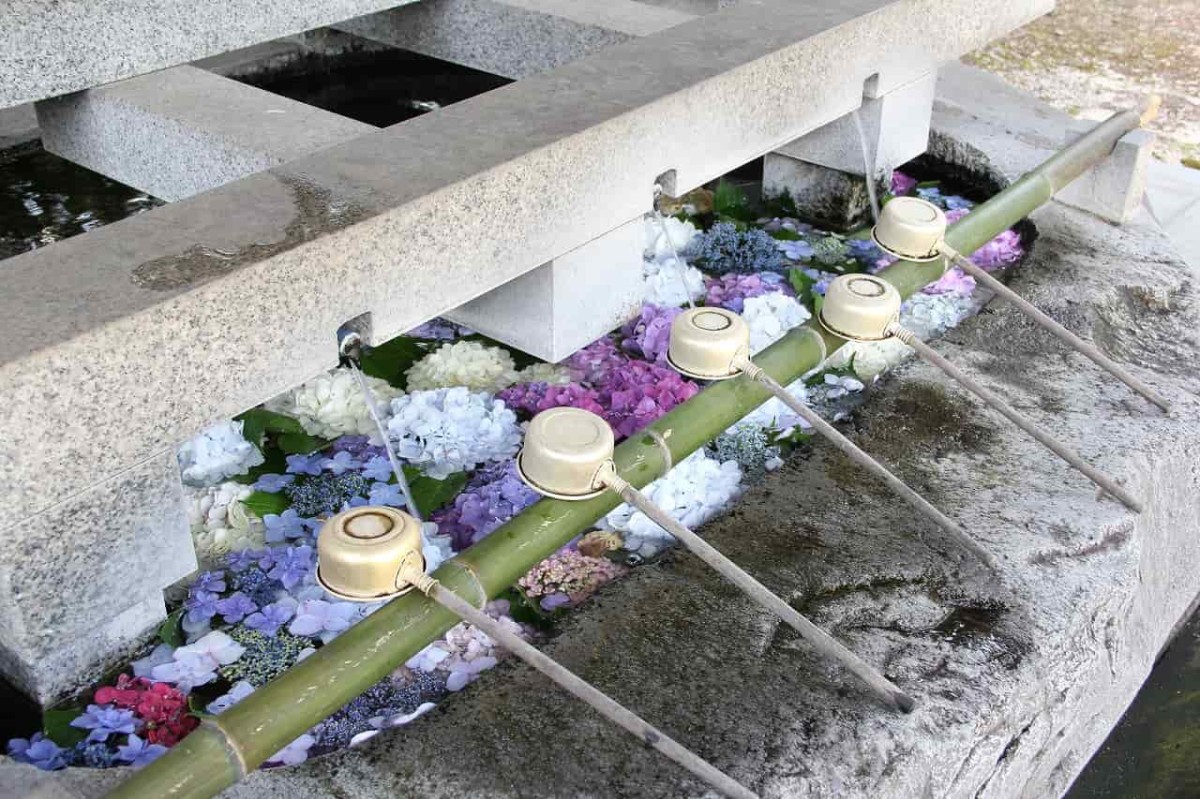 鳥取県米子市にある『大神山神社本社』の手水鉢に浮かぶあじさい