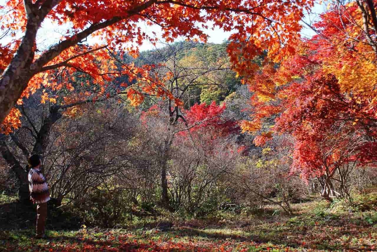 鳥取県大山エリアで見られる『滝山公園』の紅葉
