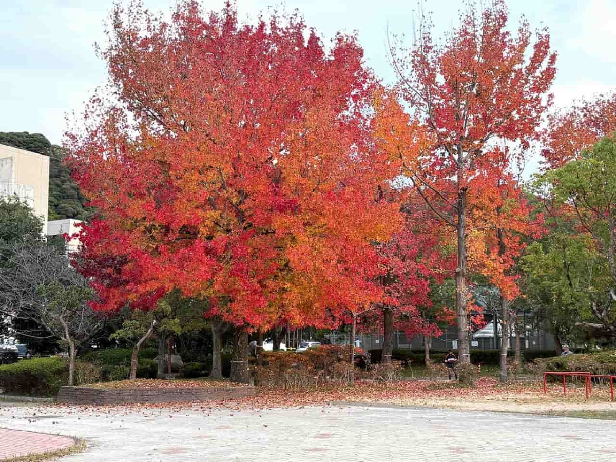 鳥取県米子市にある『湊山公園』の紅葉の様子
