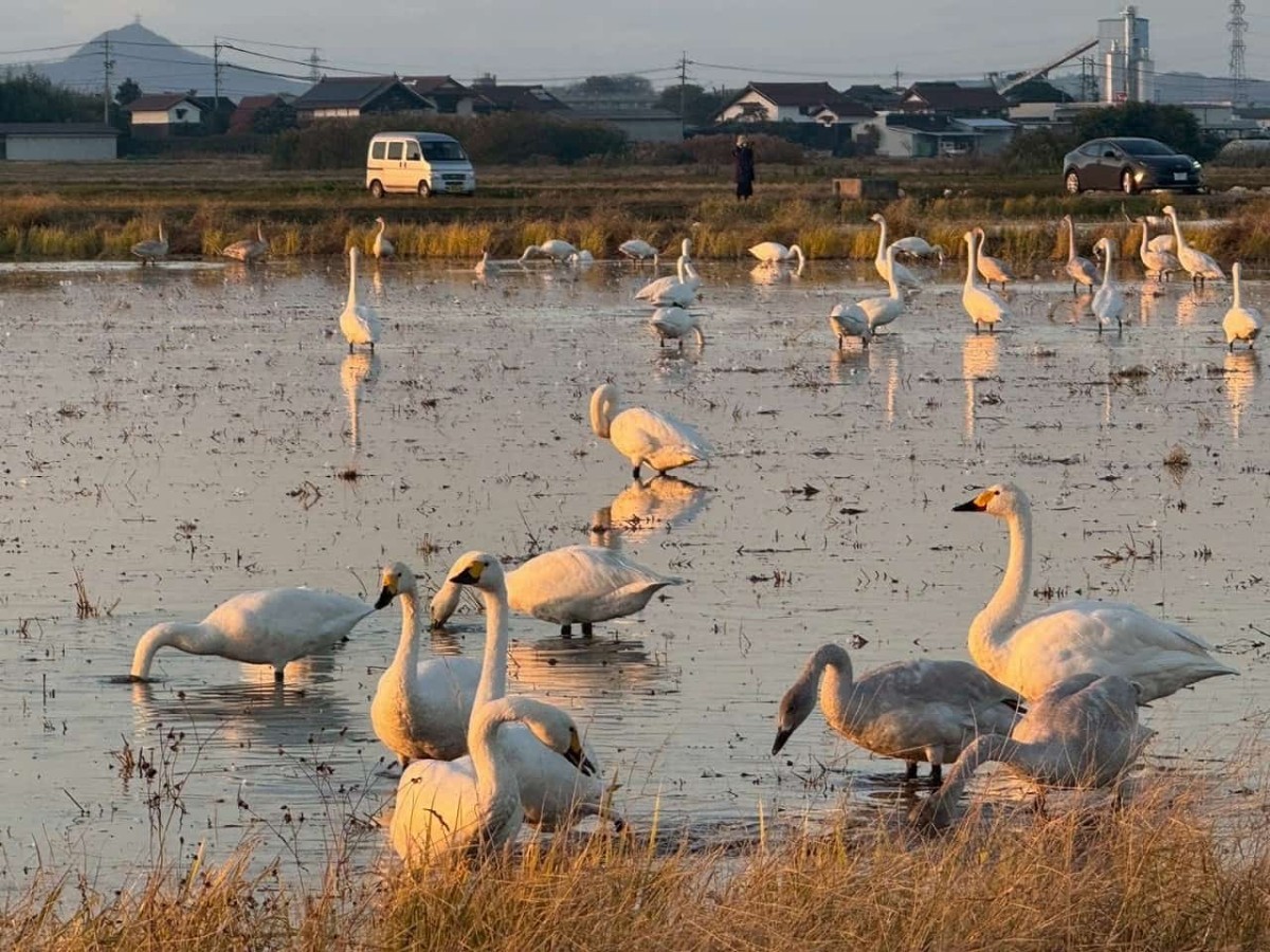 島根県安来市にある「白鳥ロード」に飛来した白鳥の群れ