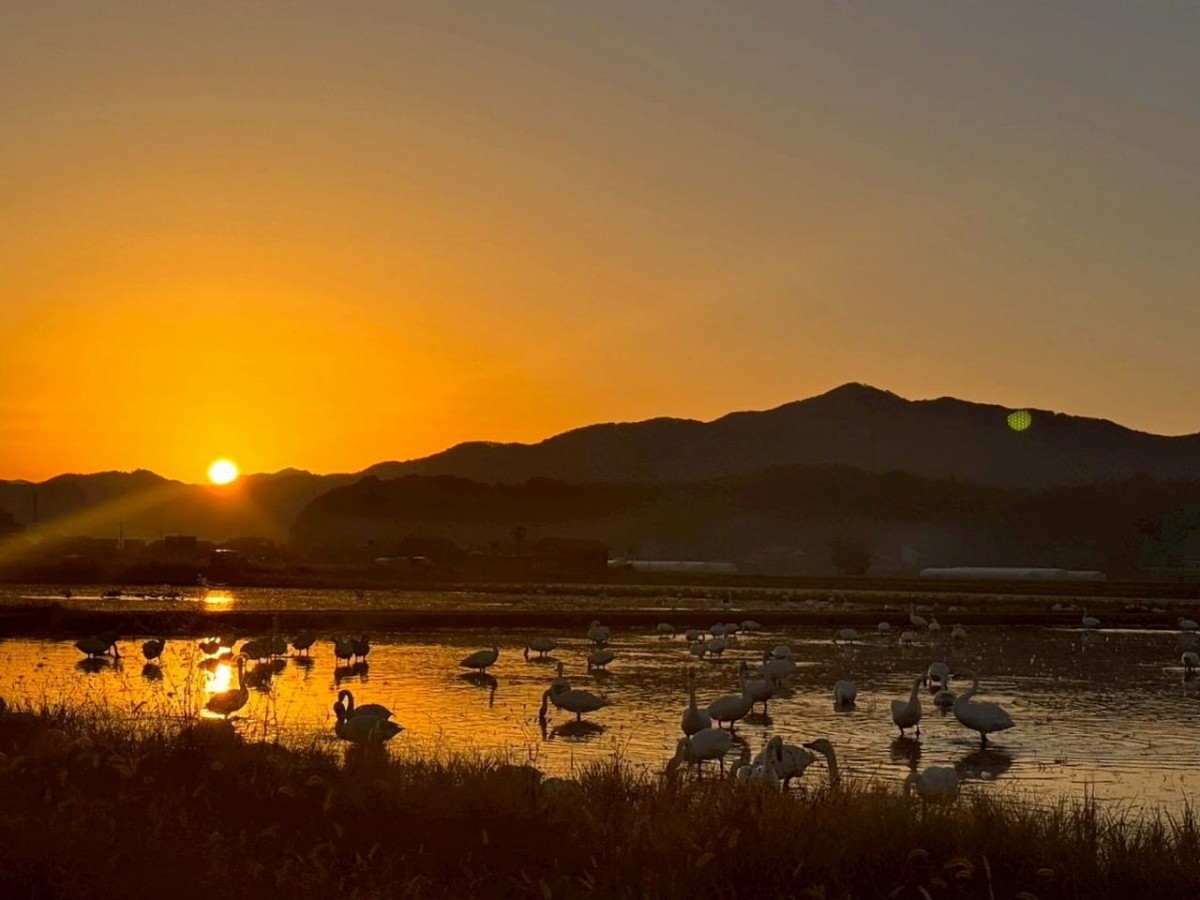 島根県安来市にある「白鳥ロード」で夕日に照らされる白鳥たち