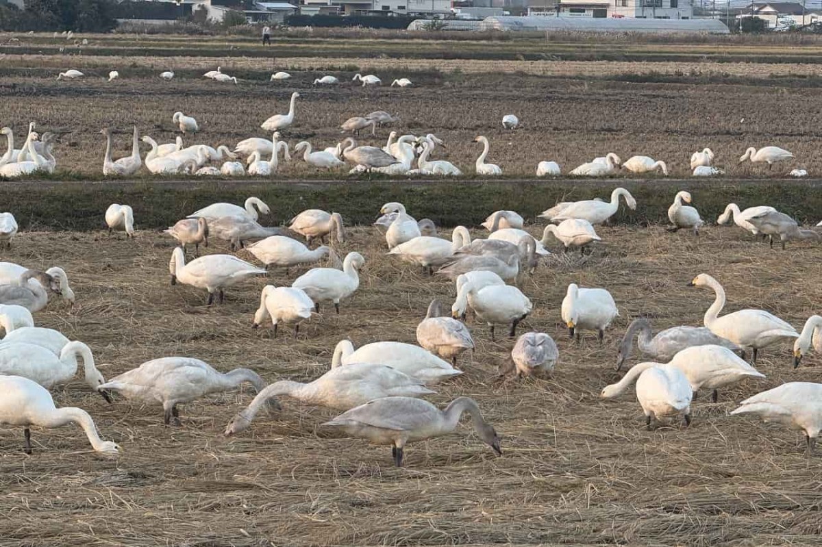 島根県安来市の「白鳥ロード」に飛来した白鳥の群れの食事をする様子