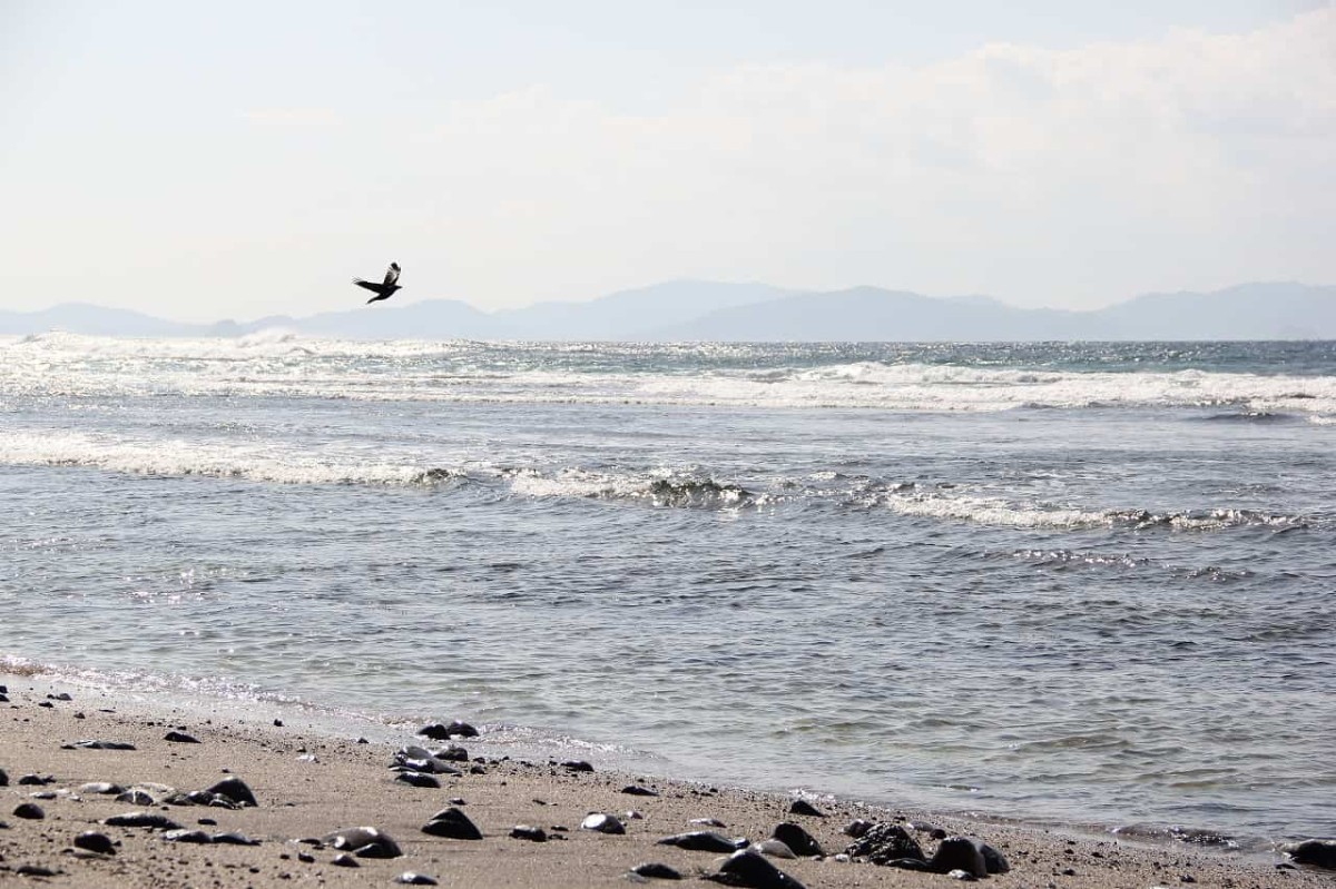 島根県隠岐郡で開催された『すいせん祭り』の会場近くにある絶景スポット「油井前の洲」