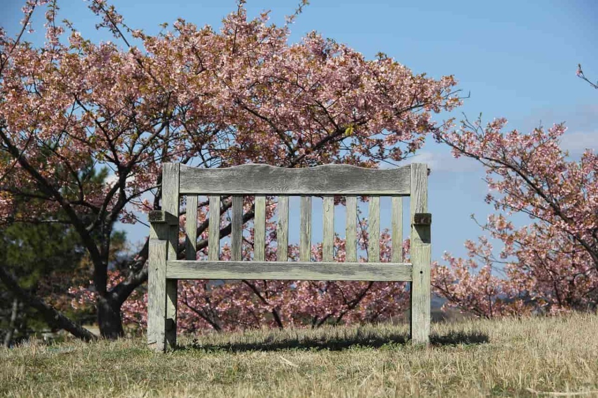 島根県松江市八束町にある『波入親水公園』のベンチと桜