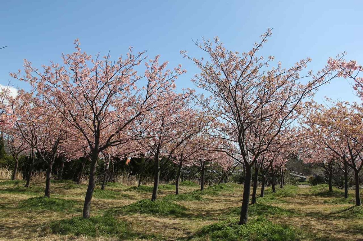 島根県松江市八束町にある『大根島千本桜花海道』の桜の様子