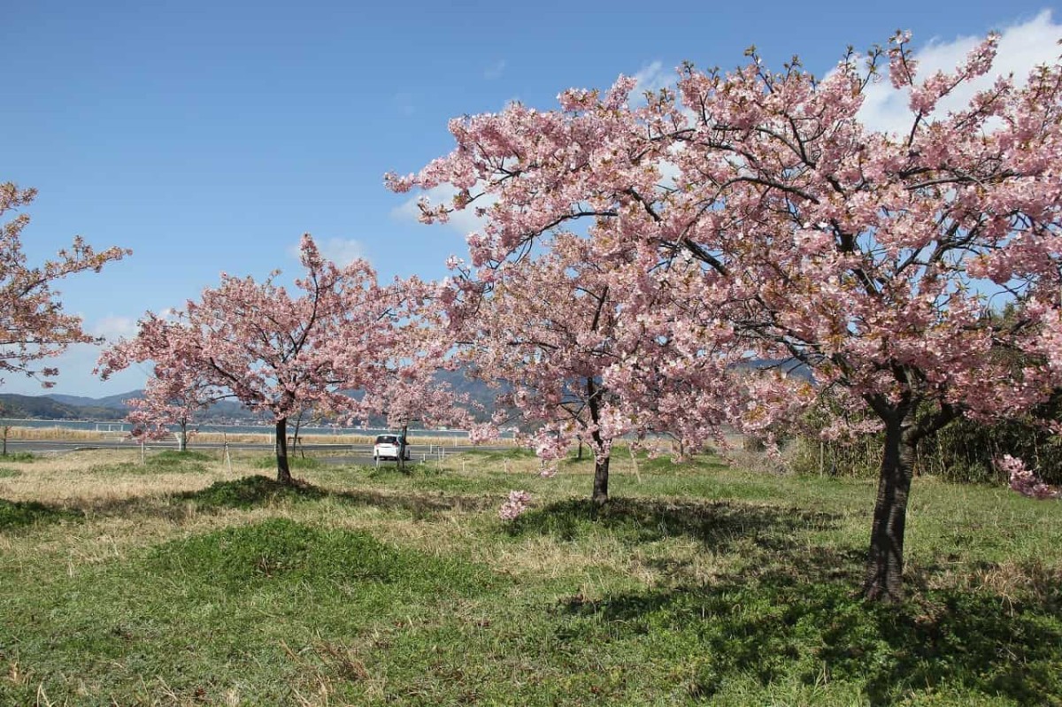 島根県松江市八束町にある『大根島千本桜花海道』近くの穴場お花見スポット