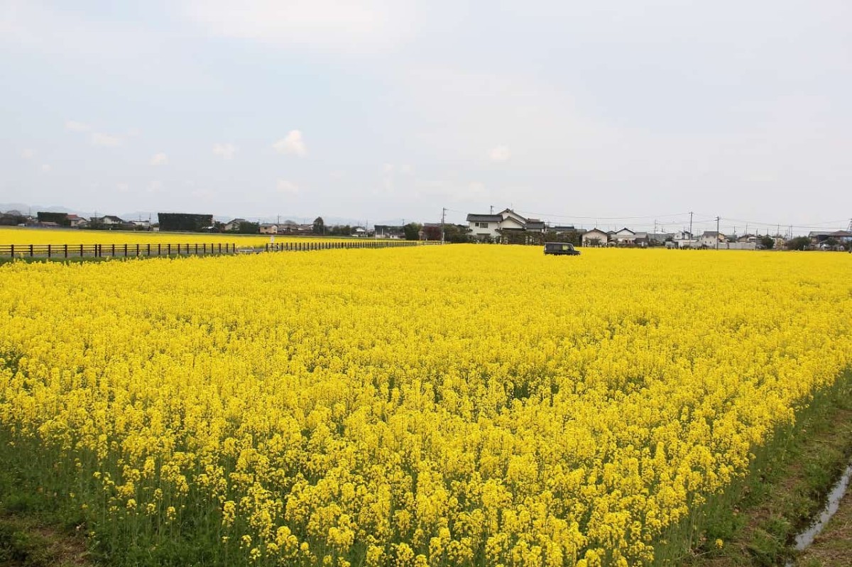 島根県出雲市斐川町にある菜の花畑