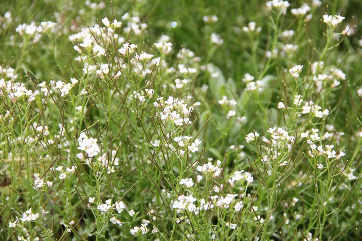 島根県出雲市斐川町にある菜の花畑で咲くナズナ