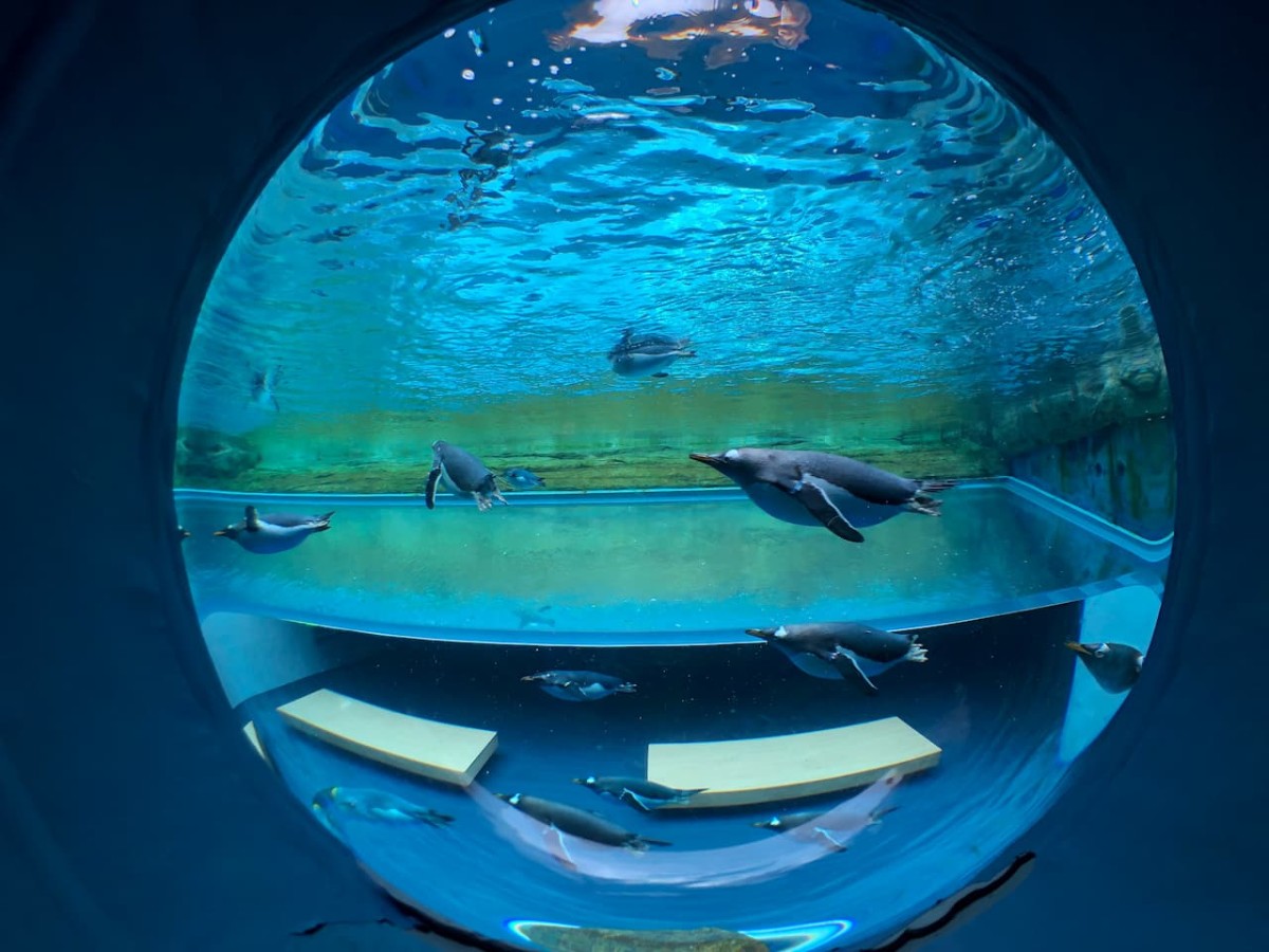 島根県浜田市にある『島根県立しまね海洋館アクアス』のペンギン
