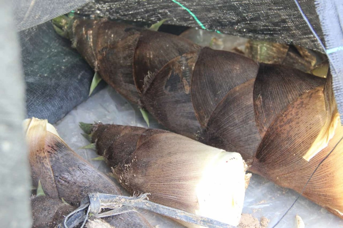 島根県安来市にある『古代出雲王陵の丘』の階段下にあったタケノコ