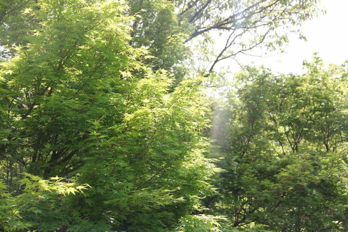 島根県安来市にある『古代出雲王陵の丘』に生い茂る木々