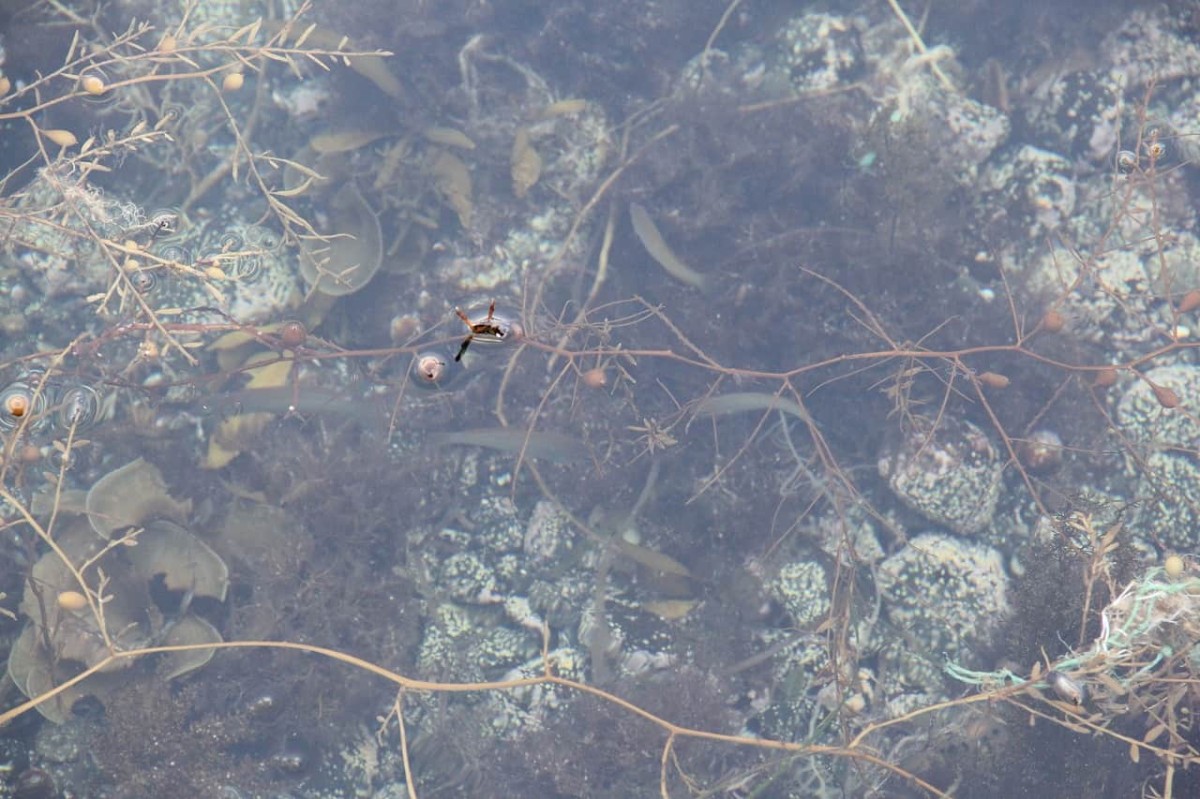 島根県松江市にある桂島で見つけた小魚