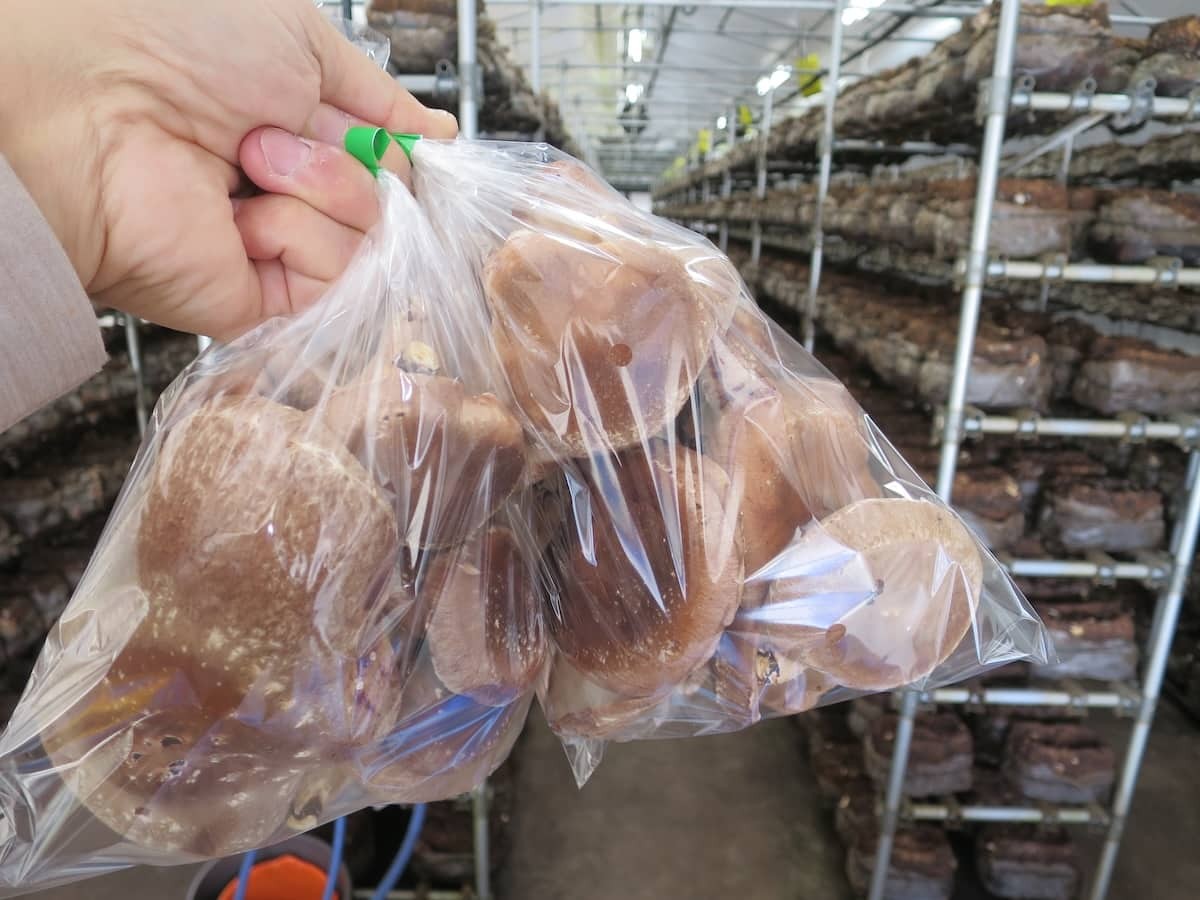 島根県出雲市にある『もっちゃんFARM』のしいたけ