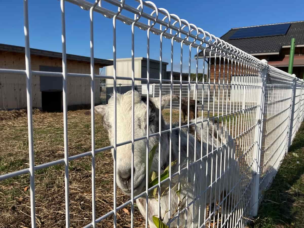 鳥取県米子市『とっとり自然環境館』にいるヤギさん