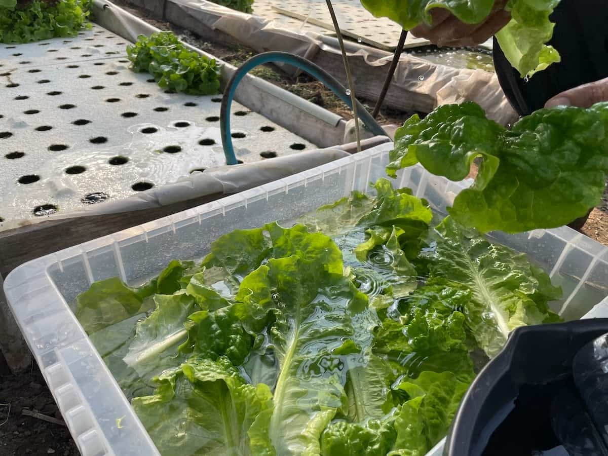 鳥取県境港市芝町にある野菜直売所の様子