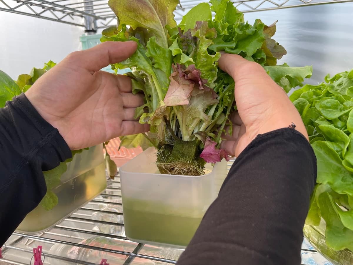 鳥取県境港市芝町にある野菜直売所の様子