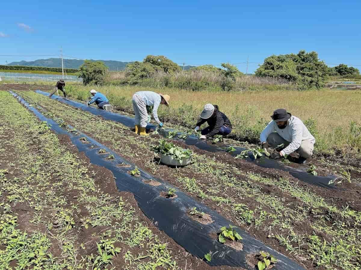 島根県松江市の大根島で開催された「海藻の利活用でつくる芋焼酎プロジェクト」の様子