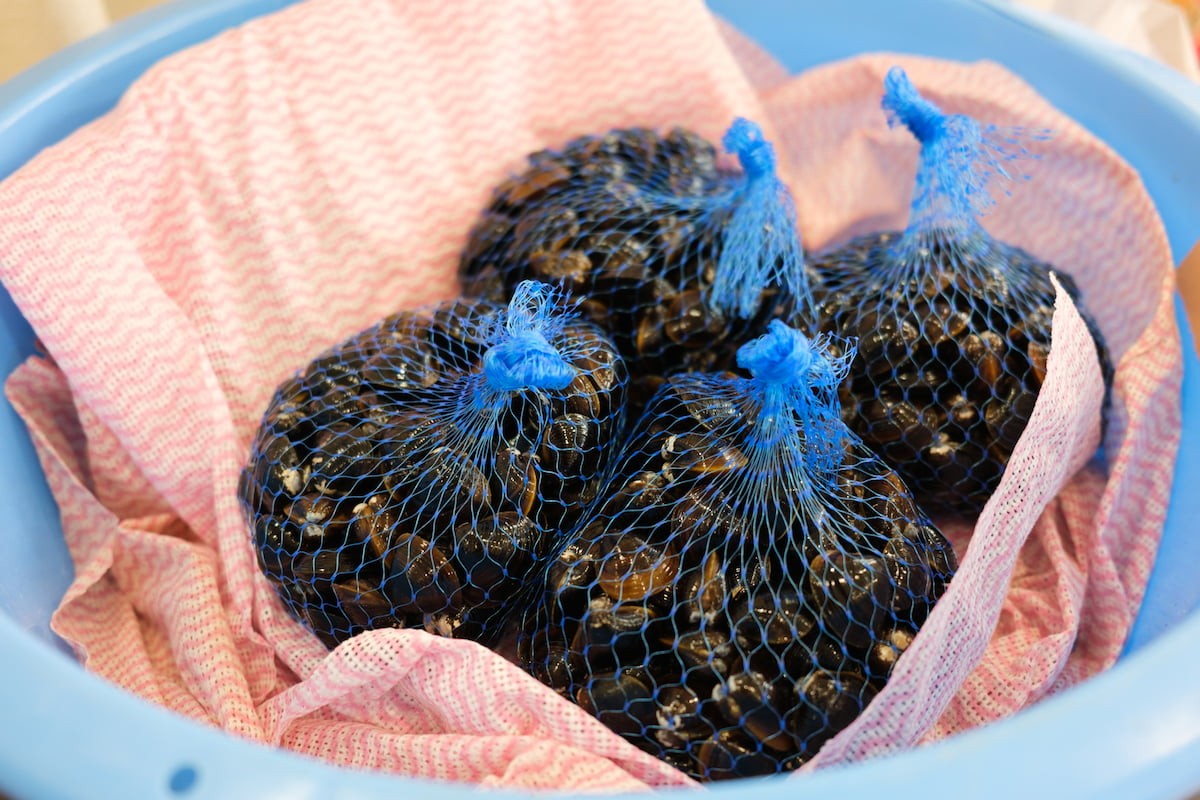 島根県松江市『道の駅本庄』に並ぶ大粒しじみ