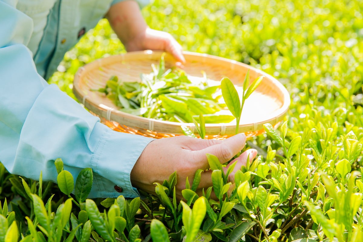 島根県松江市のお茶屋『宝箱』のお茶摘み風景