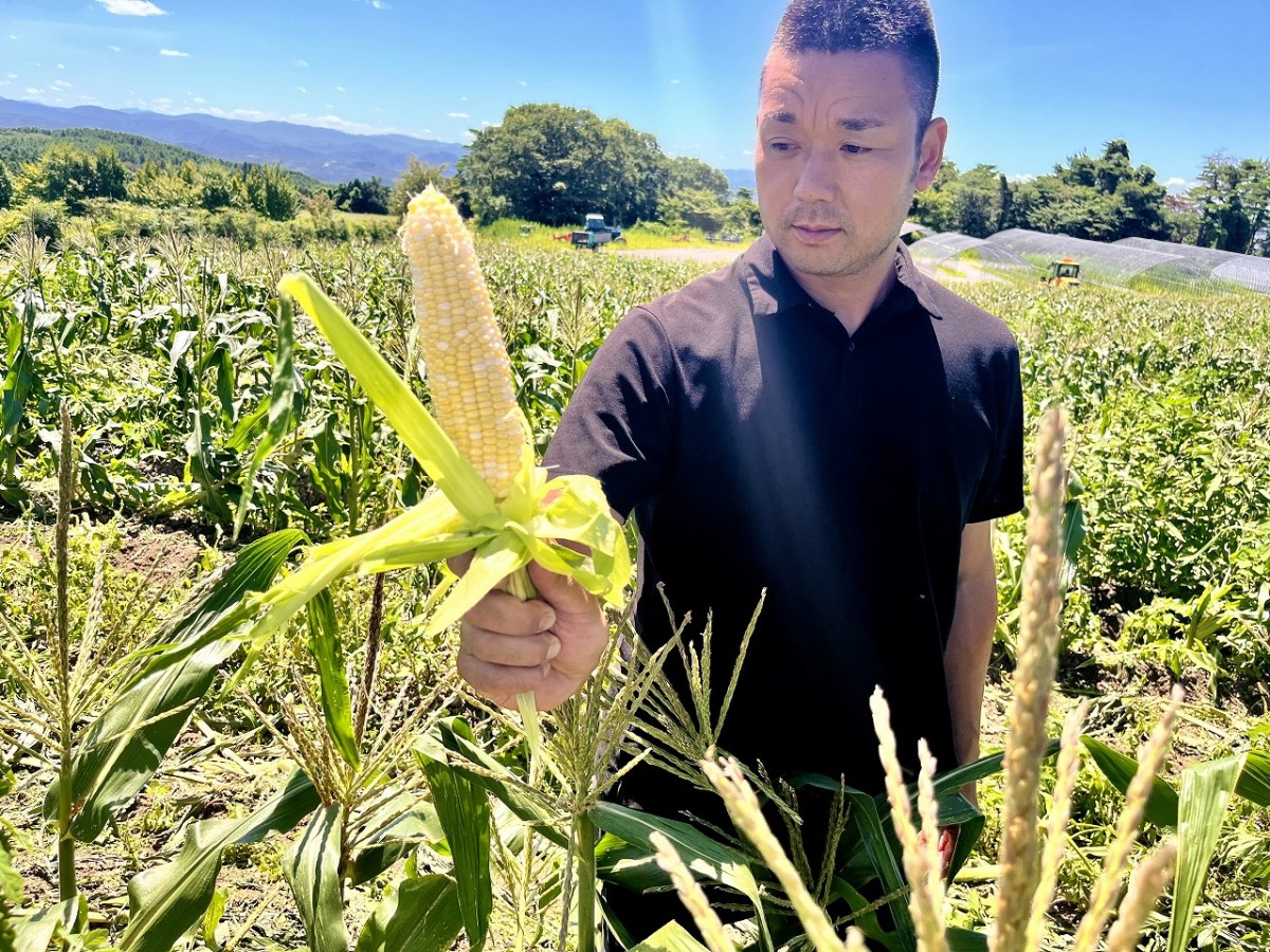 鳥取県大山町にあるファーム『エムグリーン』での「とうもろこし狩り体験」の様子