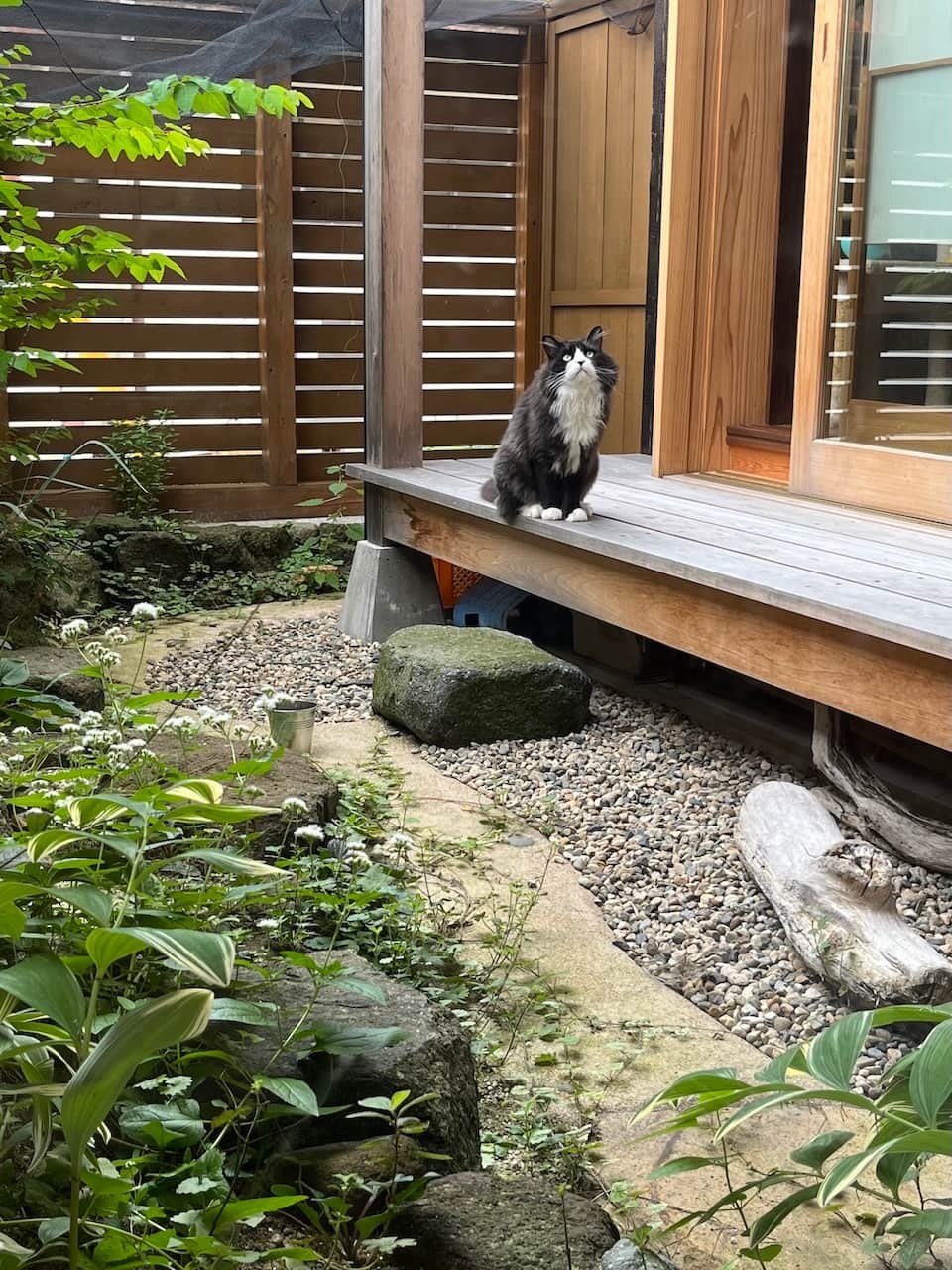 大田市の『栗寅』の看板猫