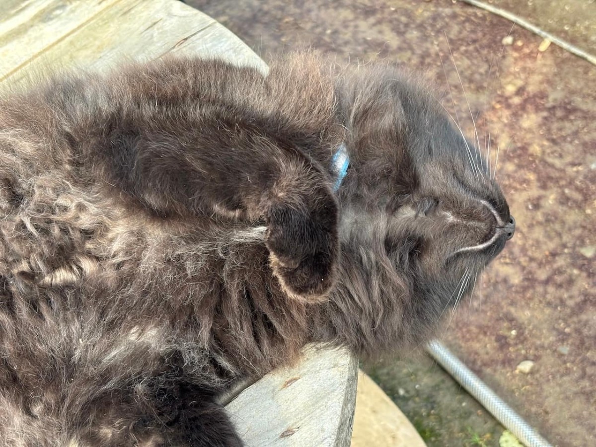 出雲市平田町の『飯塚農園』の猫