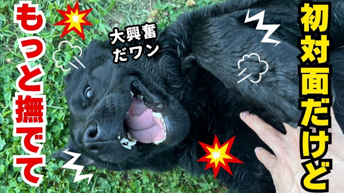 島根県大田市にある空庭ドッグランでの一コマ